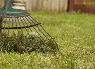 Kako se znebiti maha na travi? Kako se znebiti maha na travi