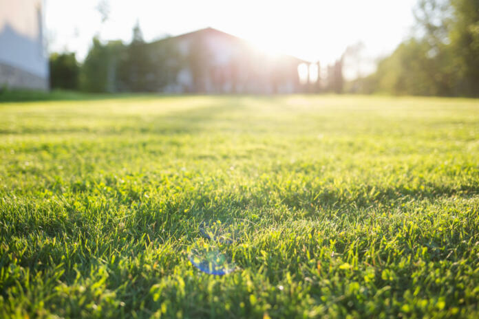 lawn at home. On a Sunny summer day