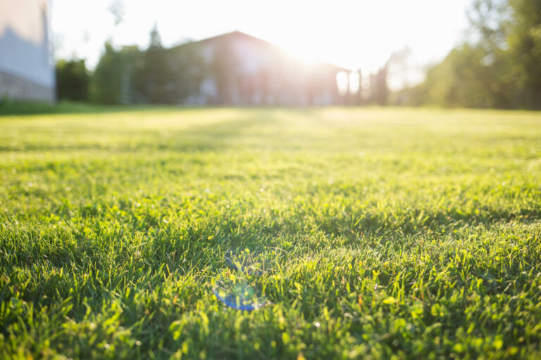 lawn at home. On a Sunny summer day