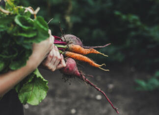 Dobri in slabi sosedje na vrtu. Ne sadite teh pridelkov eden poleg drugega, saj ne bodo uspevali Dobri sosedje na vrtu in slabi sosedje na vrtu