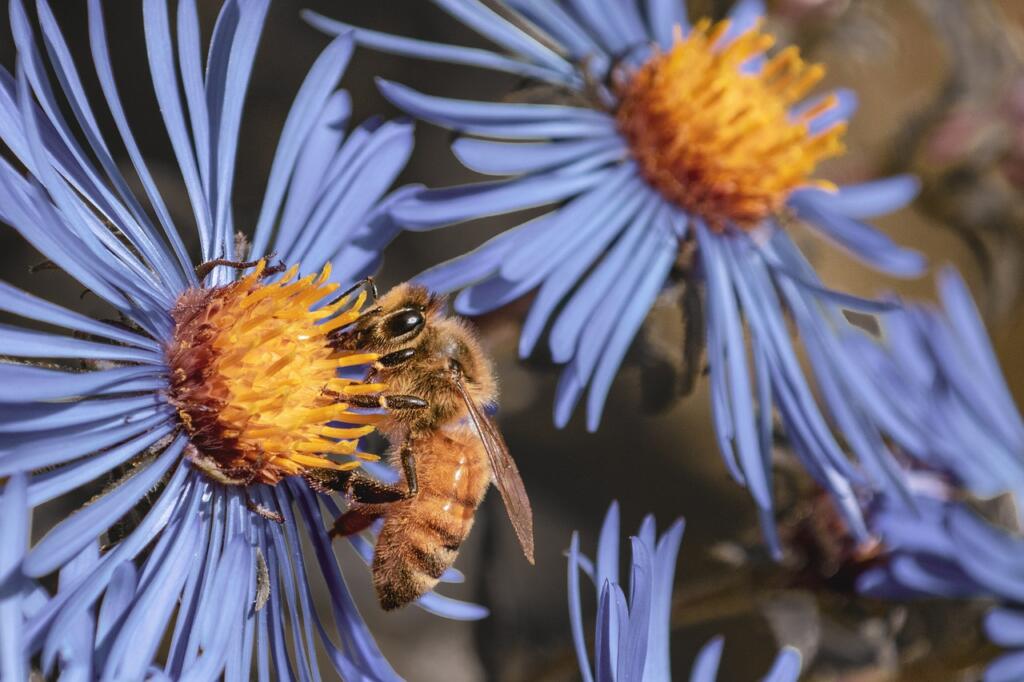 bee, flower, bug