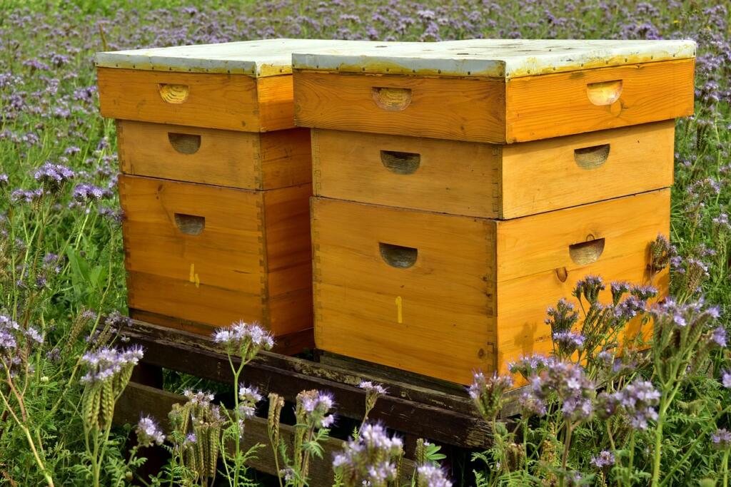 beehive, bees, bee keeping