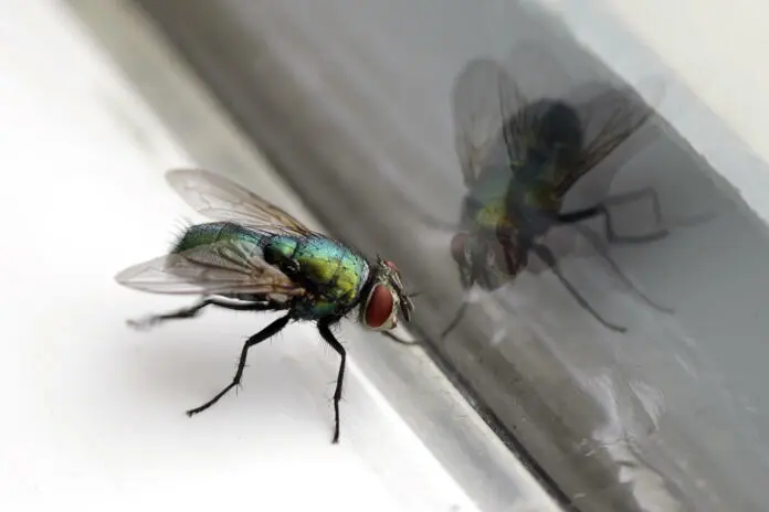 Closeup of a housefly with its reflection in a glass window