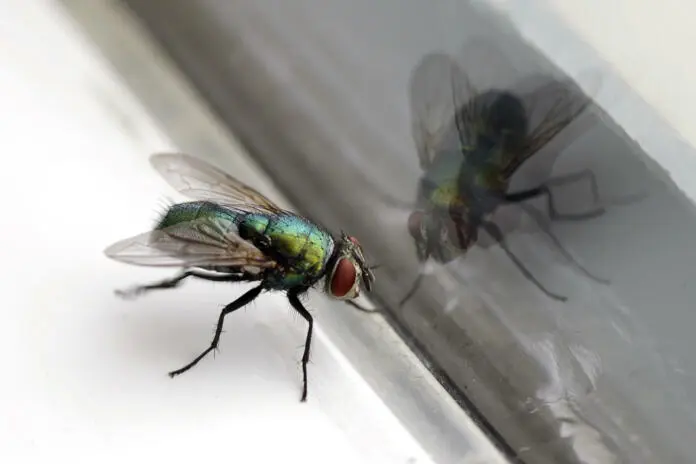 closeup-of-a-housefly-with-its-reflection-in-a-glass-window-stockpack-istock Closeup of a housefly with its reflection in a glass window