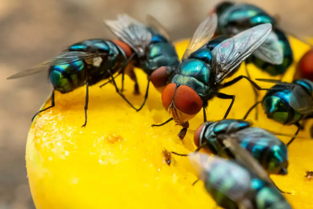 Green houseflies feeding on ripe mango using their labellum to suck the meat