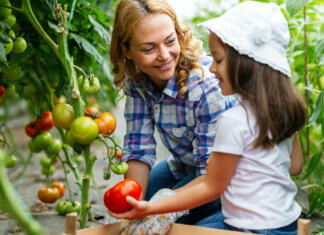 Super triki, s katerimi lahko paradižnik še mesece bogato obrodi Mlada družina sadi paradižnik.