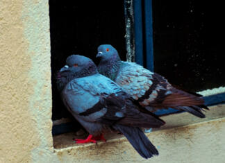 Love Birds - two pigeons sitting on a window niche. Selective focus.