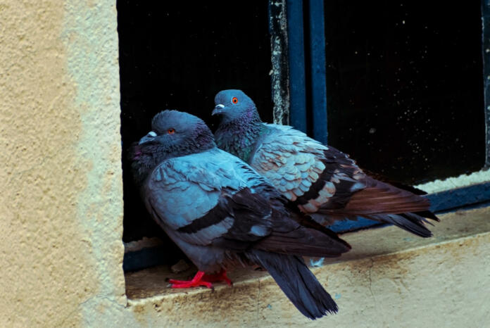 Love Birds - two pigeons sitting on a window niche. Selective focus.