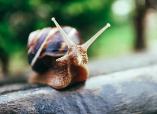 Kako se znebiti polžev na vrtu? Zelo enostavno! Polž na vrtu.