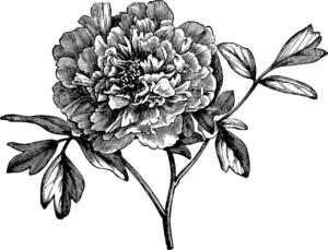 Slika rože potonike.
