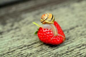strawberry, snail, banded snail