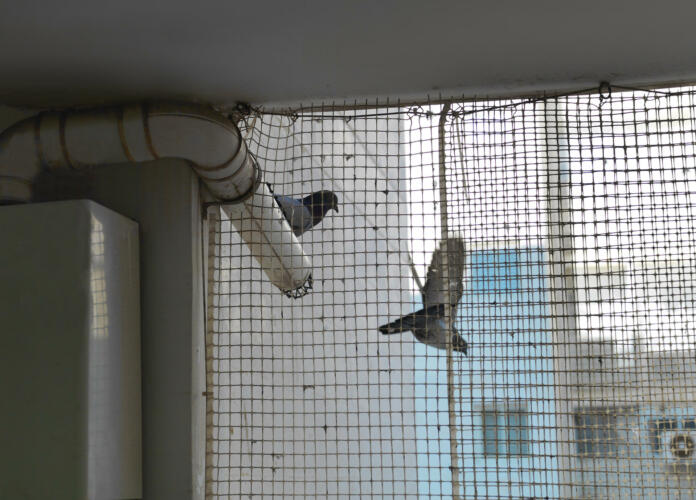 Two pigeons behind a protective net on a window or balcony, indoor cropped shot