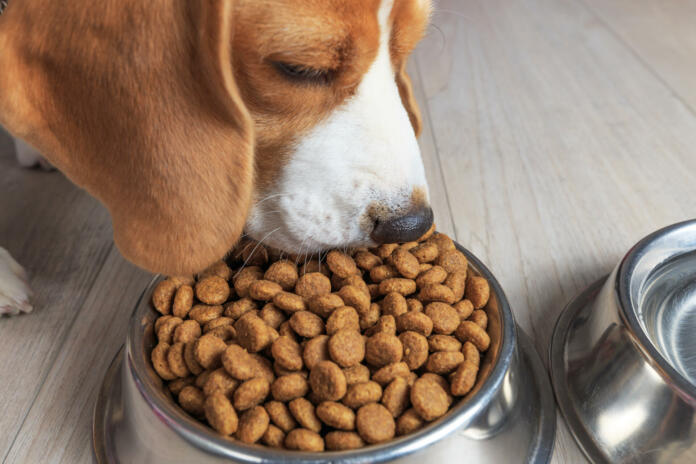 Beagle dog eating tasty food from bowl. Theme of dog's feed.