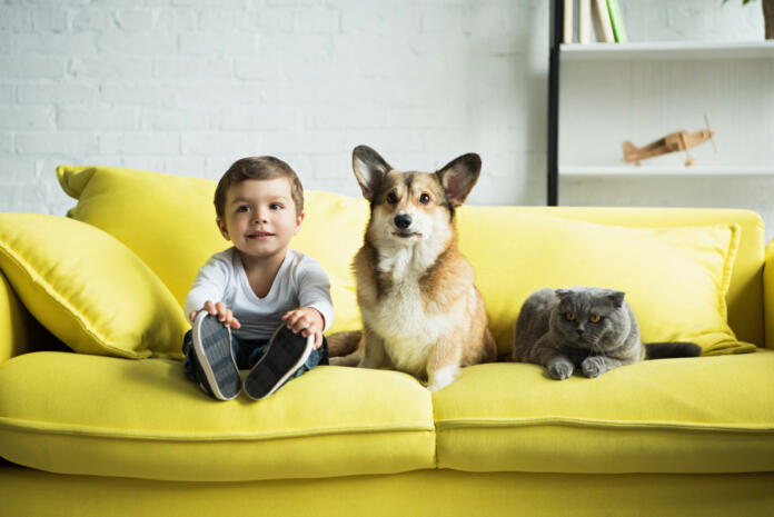 boy sitting on yellow sofa with welsh corgi dog and scottish fold cat