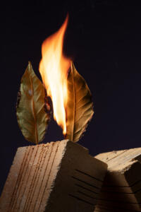 Lovorjev list na ognju.