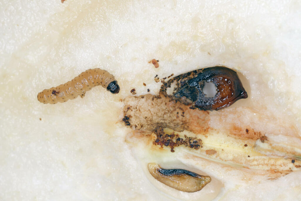 Caterpillar of the codling moth - Cydia pomonella in a pear. Major pests to agricultural crops, mainly fruits such as apples and pears in orchards and gardens.