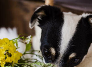 Teh 5 domačih rastlin je lahko smrtno nevarnih za vaše ljubljenčke Cute dog with bunch of yellow wildflowers