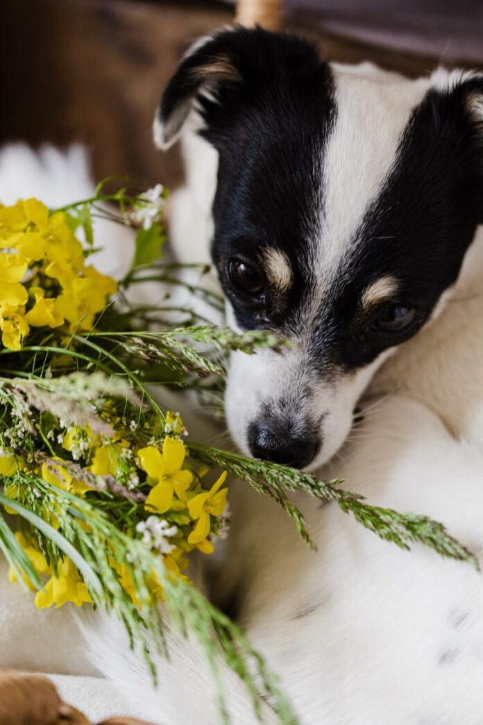 Cute dog with bunch of yellow wildflowers