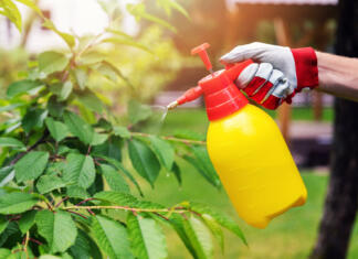 5 največjih vrtnih škodljivcev in kako se jih znebiti na organski način gardener spraying cherry tree against pests and diseases