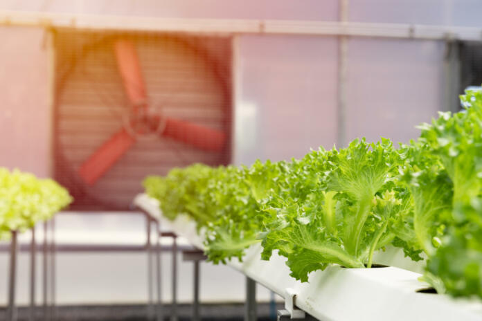 large fan air flow ventilator and cooling system in greenhouse for hydroponic agriculture lettuce farm