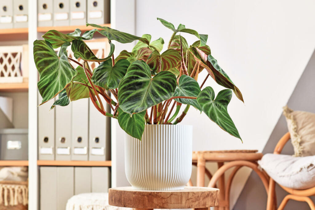 Lush topical 'Philodendron Verrucosum' houseplant with dark green veined velvety leaves in flower pot