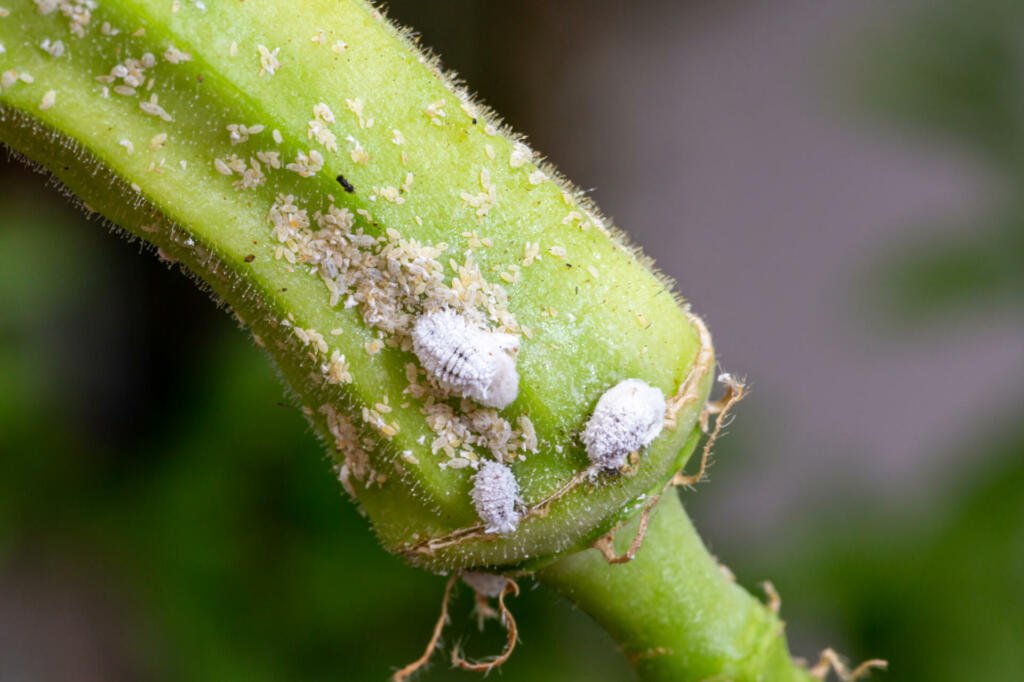 Mealybug infestation growth of plant. Macro of mealybug. Mealybugs on the okra plant.