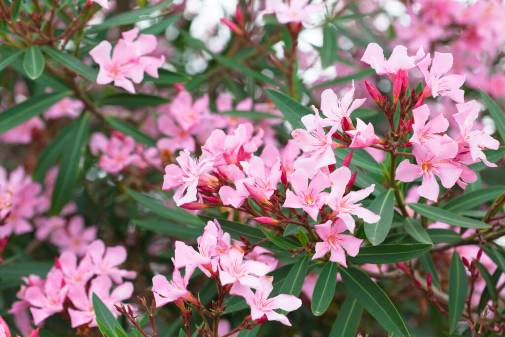 Nerium oleander bush with pink flowers