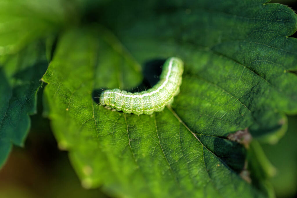 The big green caterpillar on a leaf