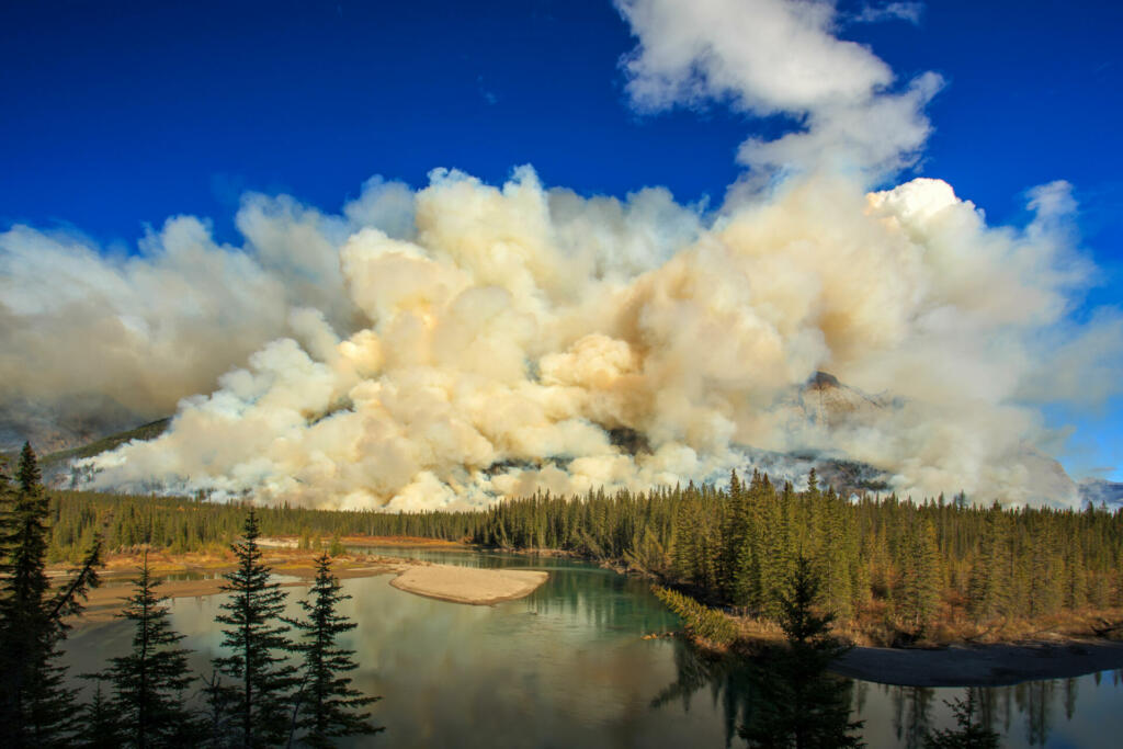 We saw the fire spreading on the whole mountain in a valley. I was worried about the plants and animals in this area. But it advances the metabolism of the Rocky Mt. The saplings will cover this area in the next year.