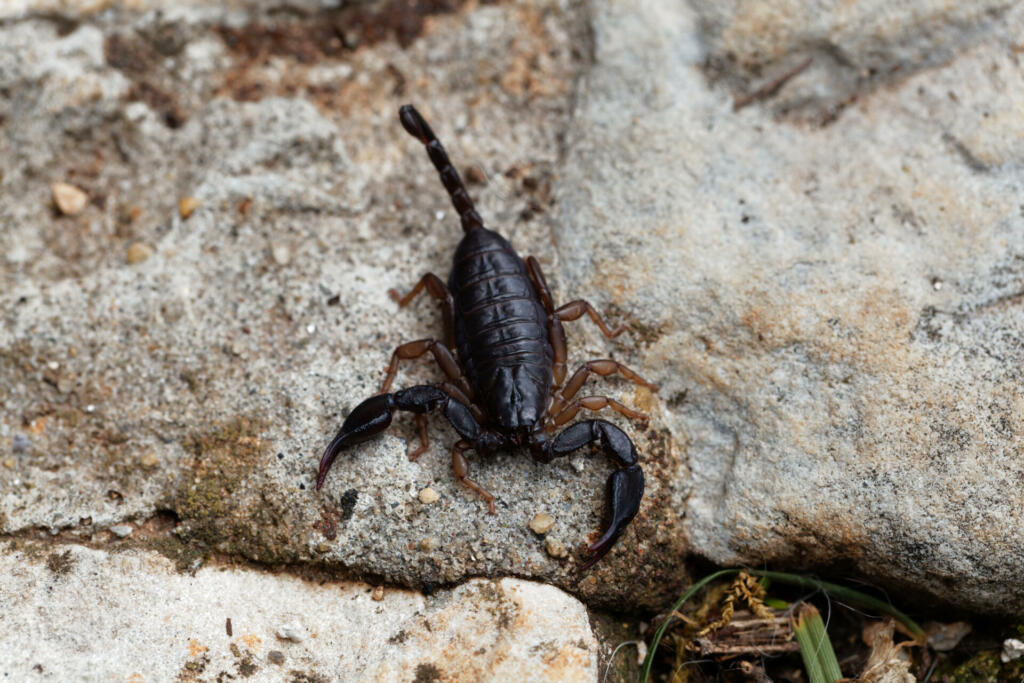 A black Euscorpius italicus scorpion, a common scorpion in the Mediterranean region.