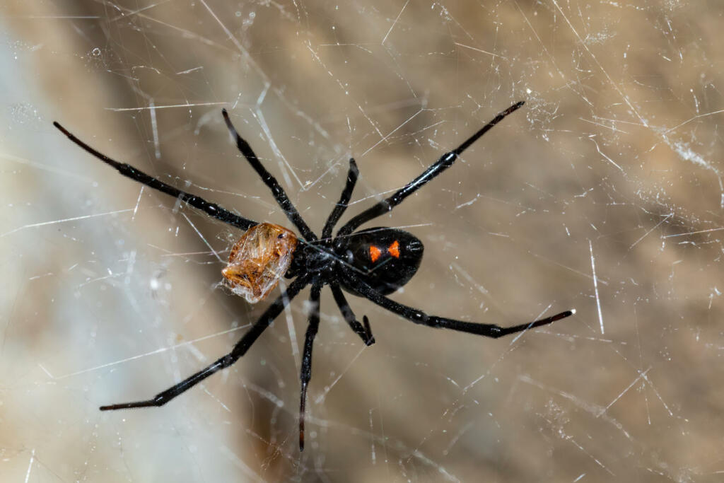 A black widow eating a captured roach