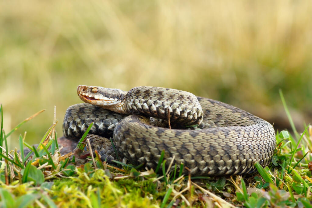 common european crossed viper basking on mountain meadow ( Vipera berus, female )