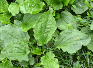 Lajša kašelj, zdravi prebavne motnje ter rane na koži, mnogi pa ga imajo za plevel Trpotec na vrtu,