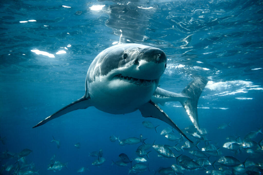 Large white shark looks straight into the camera. Captured in the clear blue waters of South Australia.