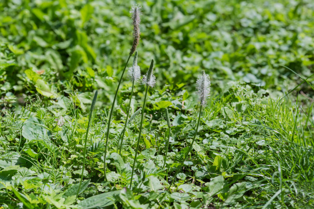 Stems of the plantain with blooming spikes on tops among the other grass in sunny weather, close-up