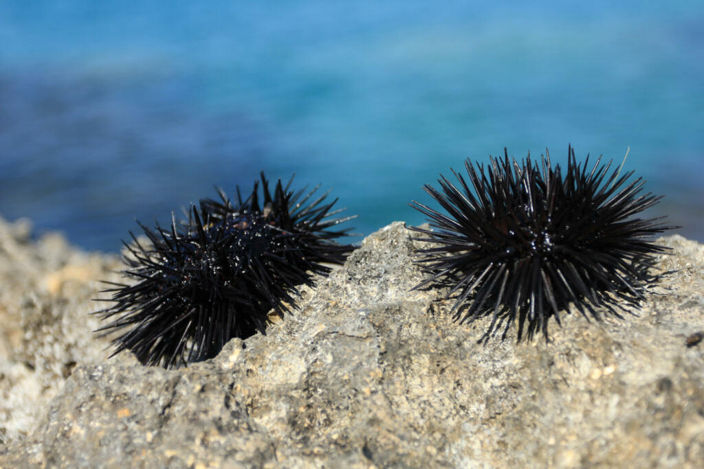 Two live sea urchins on a rock on a bright background of blue water