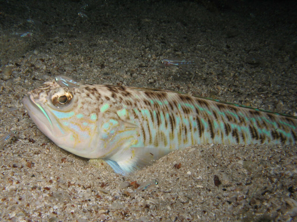 Venomous and poisonous fish Greater weever (Trachinus draco) on sandy sea floor with small young fish around.
