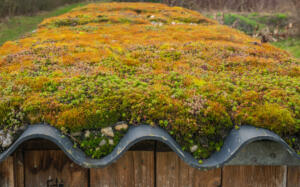 Zelene strehe prinašajo kar nekaj premisleka, težav in tegob