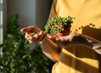 Hraniti izven dosega otrok: zelene perle so odlična viseča dekoracija Bližnji posnetek ženske roke, ki drži majhen lonec iz terakote s Seneciom Rowleyanusom.