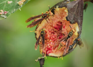 Ste že slišali, da so vsi plodovi fig polni poginulih os? Tukaj je resnica … Osa je figo.