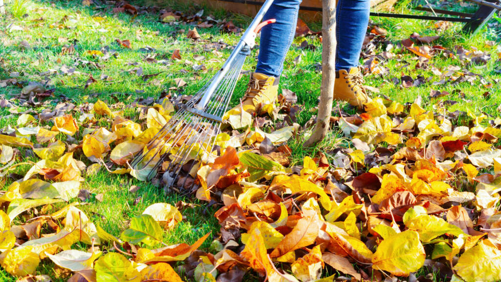 Cleaning up fallen leaves with a metal fan rakes in the garden. A woman in jeans rakes the lawn from autumn leaves in November. Lawn and orchard care in autumn on a sunny day.