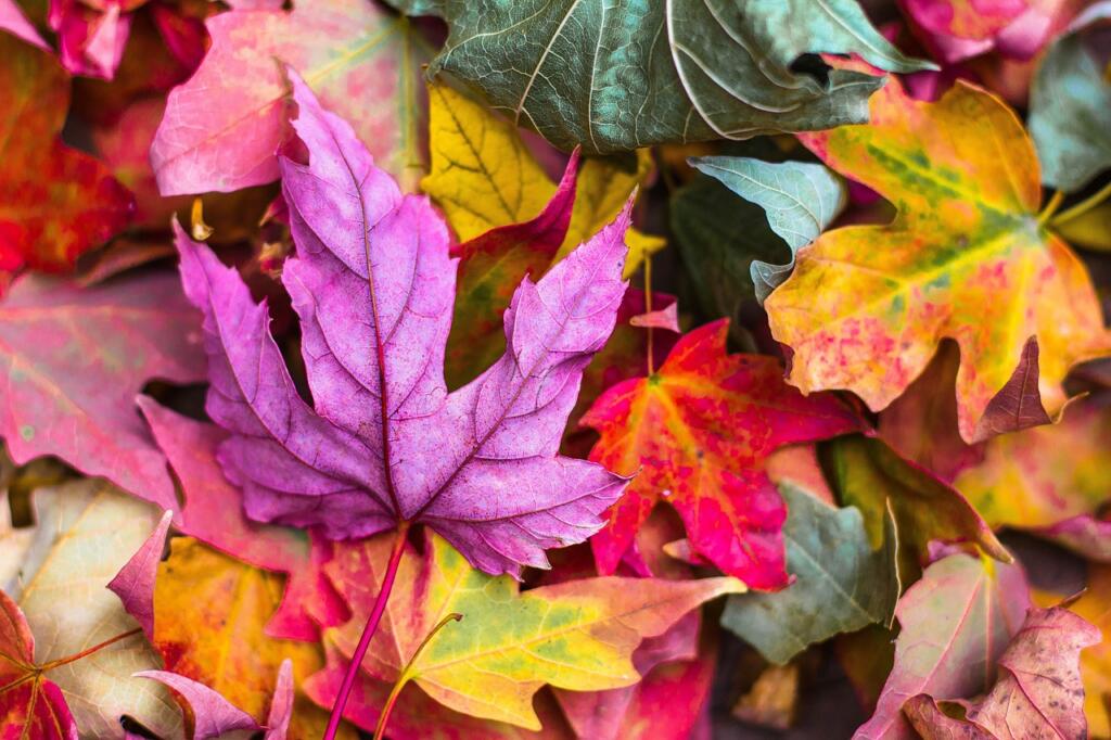 colorful, autumn, leaves