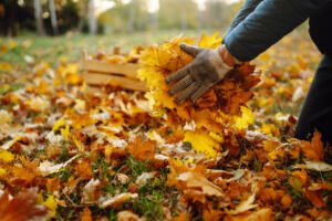 Male hand collects and piles fallen autumn leaves.Volunteering, cleaning, and ecology concept. Seasonal gardening.
