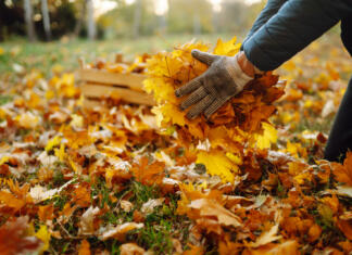 5 nasvetov za padlo jesensko listje: Kam z listjem? Male hand collects and piles fallen autumn leaves.Volunteering, cleaning, and ecology concept. Seasonal gardening.