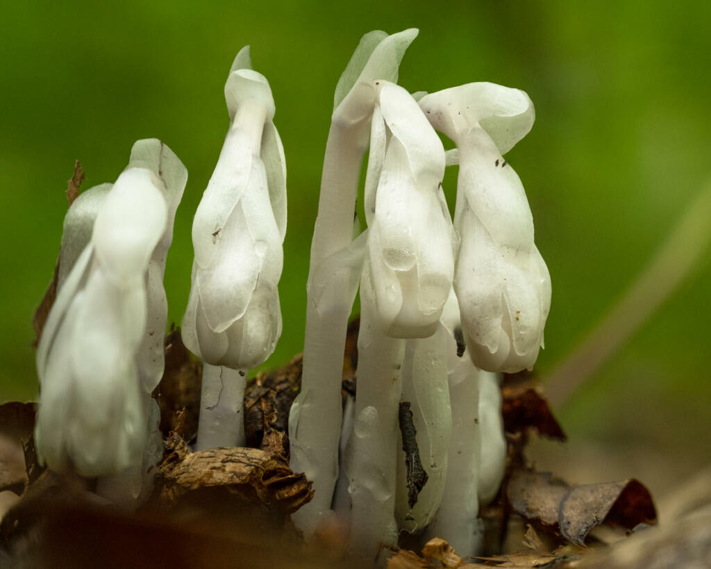 A closeup shot of a ghost plant on a sunny and bright day