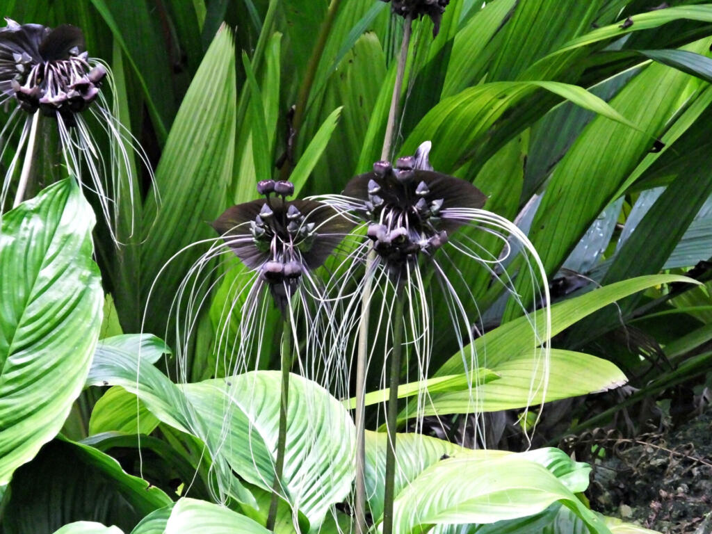 Black Bat Flowers