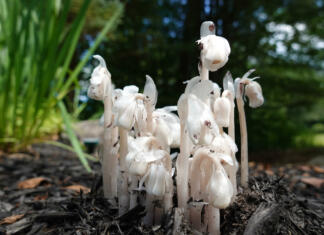 S temi rastlinami lahko za noč čarovnic okrasite svoj vrt! Se vam ježi koža? Monotropa Uniflora. This flower goes by various names: Indian Pipes, Ghost Pipes, and Ghost Flowers. It contains no chlorophyll and cannot photosynthesize. Obtains nutrients from tree roots via mushrooms.