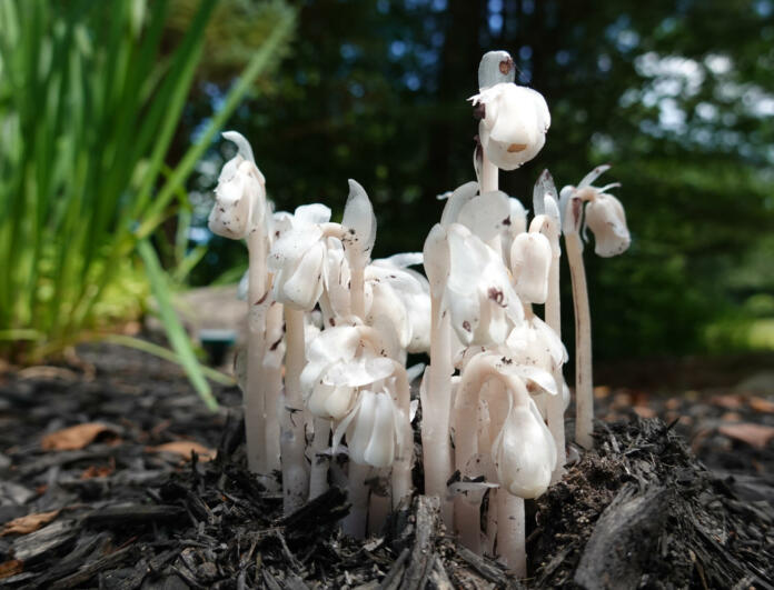 Monotropa Uniflora. This flower goes by various names: Indian Pipes, Ghost Pipes, and Ghost Flowers. It contains no chlorophyll and cannot photosynthesize. Obtains nutrients from tree roots via mushrooms.