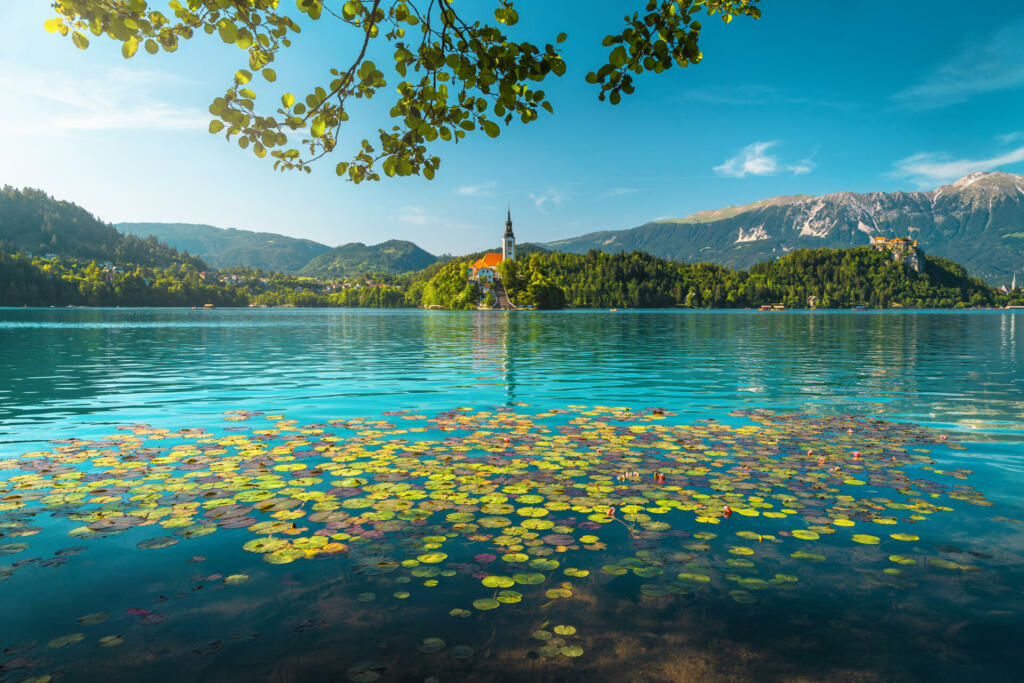 One of the most famous travel destination in Slovenia. Blooming water lily flowers on the lake and cute Pilgrimage church on the island in background, Bled, Slovenia, Europe