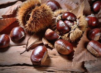 Najboljša sestavina z gozdnih tal! 5 okusnih receptov za kostanjeve jedi Ripe chestnuts on bark background.